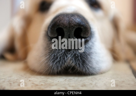 Il golden retriever cane sdraiato sul pavimento Foto Stock