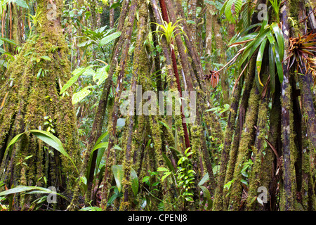 Stilt root palms (Iriartea deltoidea) coperte di muschio e gli epifiti nella foresta pluviale, Ecuador Foto Stock