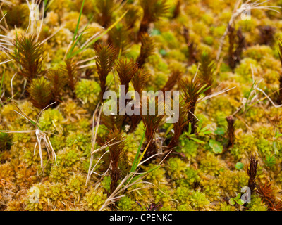 Piccole piante e muschio di sphagnum tipico del paesaggio delle isole Azzorre Foto Stock