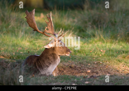 Cervo rosso seduto al sole a Dunham Massey in autunno Foto Stock