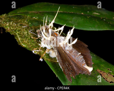 La tignola, parasitized e ucciso da Cordyceps fungo nella foresta pluviale, Ecuador Foto Stock
