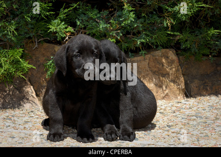 Due Black lab cuccioli seduta Foto Stock