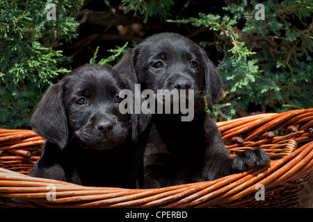 Due nero Labrador cuccioli in basket Foto Stock
