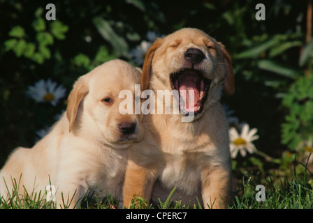 Due giallo Labrador Retriever cuccioli-uno sbadiglio Foto Stock