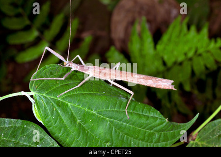 Stick insetto (fasmide) nel sottobosco della foresta pluviale, Ecuador Foto Stock