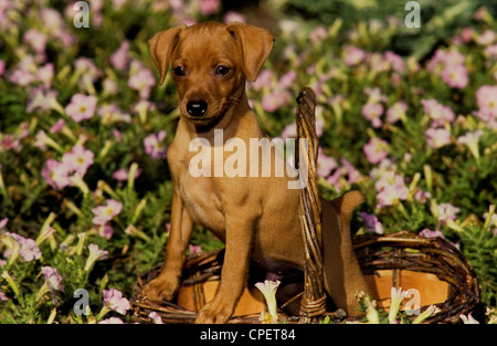 Miniature pinscher cucciolo nel cestello Foto Stock