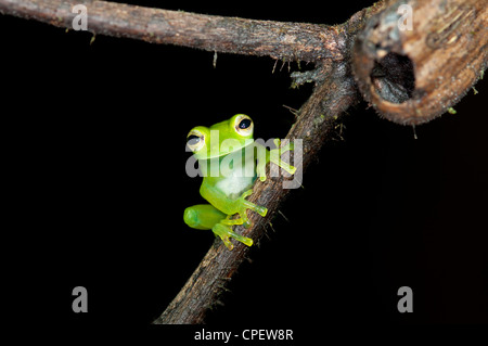 Glas frog Cochranella midas, seduto su un ramo in Tiputini rain forest, Yasuni National Park, Ecuador Foto Stock