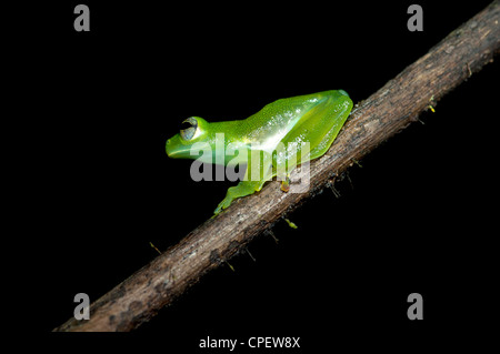 Glas frog Cochranella midas, seduto su un ramo in Tiputini rain forest, Yasuni National Park, Ecuador Foto Stock