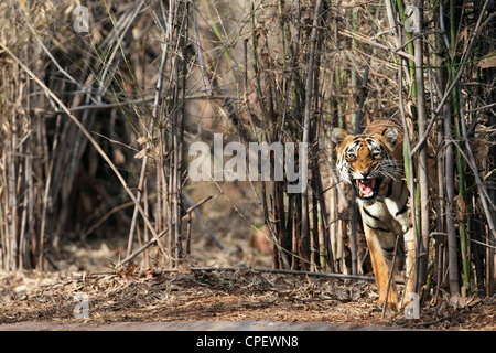 Tigre del Bengala scoppiettante quando esce di alberi di bambù a Tadoba, India. ( Panthera Tigris ) Foto Stock