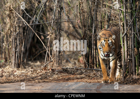 Tigre del Bengala in uscita di alberi di bambù verso il foro per l'acqua a Tadoba, India. ( Panthera Tigris ) Foto Stock