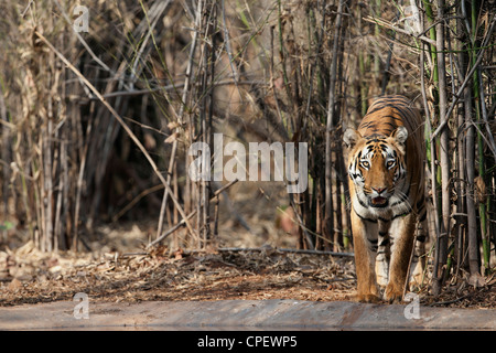 Tigre del Bengala in uscita di alberi di bambù verso il foro per l'acqua a Tadoba, India. ( Panthera Tigris ) Foto Stock