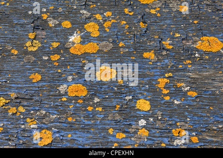 Lichene arancione sulla casella blu, Worthing Beach, West Sussex, in Inghilterra. Foto Stock