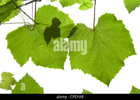 Foglie di uva dopo la pioggia isolato su bianco Foto Stock