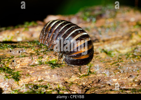 Millepiedi della pillola Foto Stock