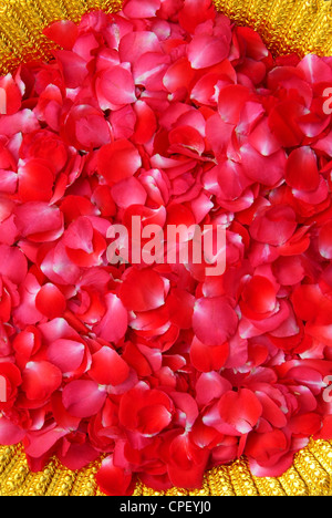 Rosso petali di rose belle in Coppa d'Oro Foto Stock