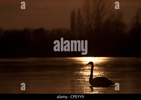 Swan su un lago ghiacciato al tramonto. Kraaijenbergse plassen, Paesi Bassi. Foto Stock