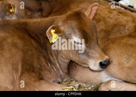 Appoggio i giovani bovini Jersey  Dales bestiame al Festival Leyburn di cibo, Richmondshire, North Yorkshire Dales, REGNO UNITO Foto Stock