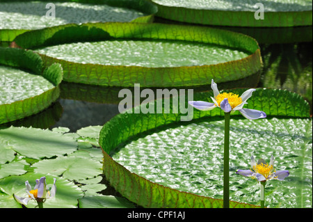 Australian giglio di acqua tra acqua gigante Lily Pad (Victoria amazonica / regia) nazionali nel Giardino Botanico del Belgio a Meise Foto Stock