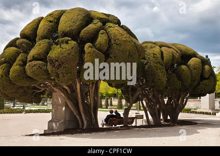 Topiaried alberi nel Parco del Retiro nel centro di Madrid, Spagna Foto Stock