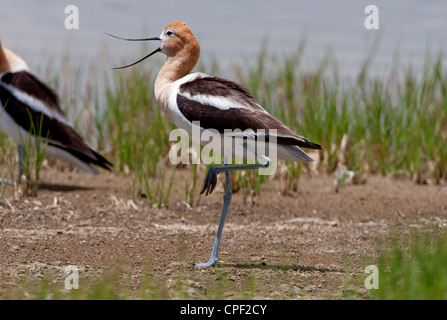 American Avocet (Recurvirostra americana) in piedi su una gamba sola & chiamando sulla spiaggia in estate il lago di Area faunistica, Oregon in giugno Foto Stock