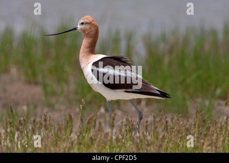 American Avocet (Recurvirostra americana) in erba sulla spiaggia in estate il lago di Area faunistica, Oregon, Stati Uniti d'America in giugno Foto Stock