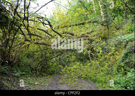 Percorso su strada bloccata da albero caduto regno unito Foto Stock