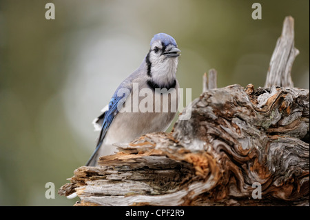 Blue Jay (Cyanocitta cristata) visitando inverno girasole alimentatore, maggiore Sudbury, Ontario, Canada Foto Stock