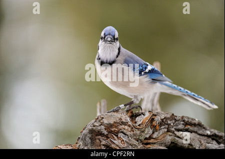 Blue Jay (Cyanocitta cristata) visitando inverno girasole alimentatore, maggiore Sudbury, Ontario, Canada Foto Stock