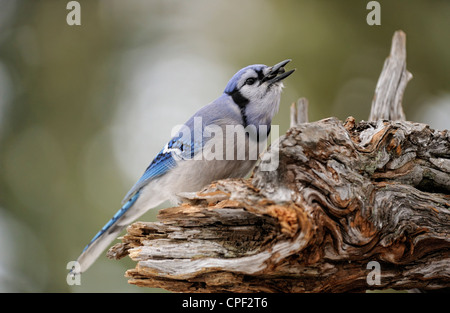 Blue Jay (Cyanocitta cristata) visitando inverno girasole alimentatore, maggiore Sudbury, Ontario, Canada Foto Stock