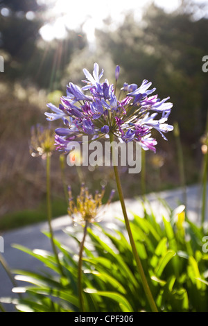 Giglio africano Foto Stock