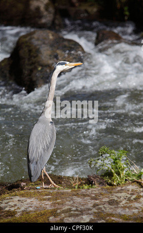 Gli aironi cenerini sono grandi, colpendo gli uccelli spesso avvistato fermo in piedi sul bordo dell'acqua. Foto Stock