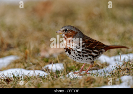 Fox Sparrow (Passerella iliaca), maggiore Sudbury, Ontario, Canada Foto Stock