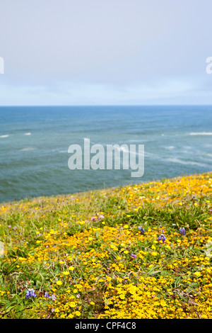 Vista oceano Foto Stock