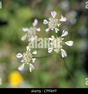 Hartwort mediterranea, Tordylium apulum, da Prines, Creta, Grecia Foto Stock