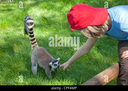 Bambino petting anello-tailed lemur, parco Serengeti di Hodenhagen, Bassa Sassonia, Germania Foto Stock