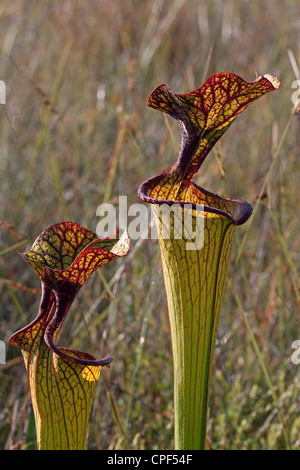 Carnivori di brocche di pianta brocca Sarracenia flava hybrid ( S. flava x ?) Florida USA Foto Stock