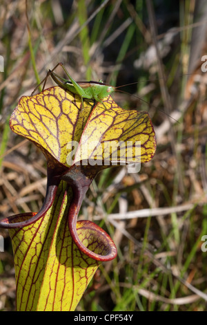 Katydid seduti sulla sommità del Giallo pianta brocca Sarracenia flava hybrid ( S. flava x ?) Florida USA Foto Stock