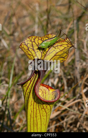 Katydid seduti sulla sommità del Giallo pianta brocca Sarracenia flava hybrid ( S. flava x ?) Florida USA Foto Stock