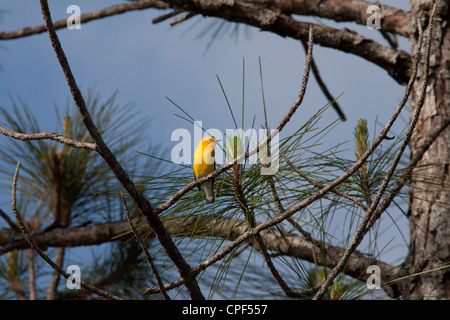 Prothonotary Trillo Protonotaria citrea Florida USA Foto Stock