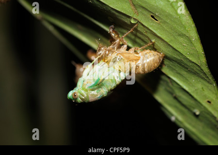 Una cicala appena emerso dal suo esoscheletro nella foresta pluviale di pianura vicino Chilamate Costa Rica Foto Stock