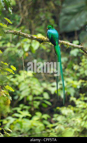 Maschio quetzal splendente, Savegre Valley, Los Quetzales National Park, Costa Rica Foto Stock