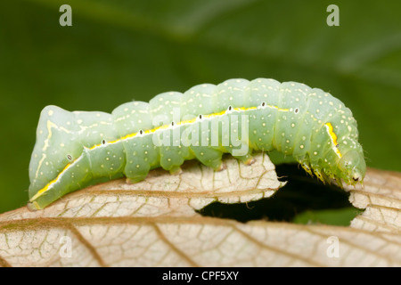 Un rame Underwing Tarma (Amphipyra pyramidoides) caterpillar (larva) alimentazione su una selvaggia di foglie di uva