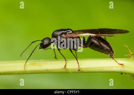 Un uomo nero Carpenter ANT (Camponotus pennsylvanicus) durante un volo nuziale. Foto Stock