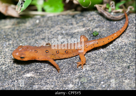 Terrestrial stadio giovanile di un rosso-spotted Newt (Notophthalmus viridescens) salamander su una roccia nei pressi di un umido area boschiva. Foto Stock