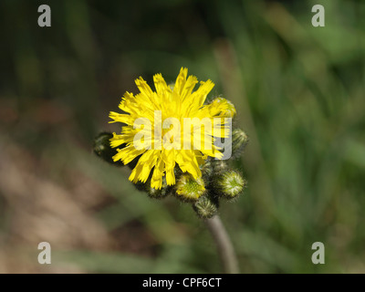 Parete / hawkweed Hieracium murorum / Wald-Habichtskraut Foto Stock