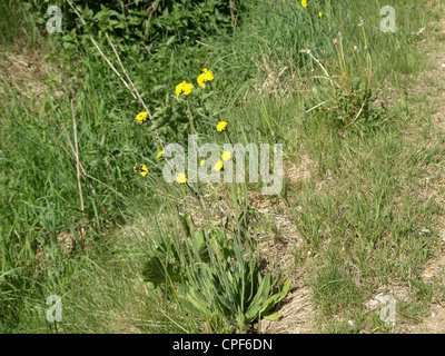 Parete / hawkweed Hieracium murorum / Wald-Habichtskraut Foto Stock