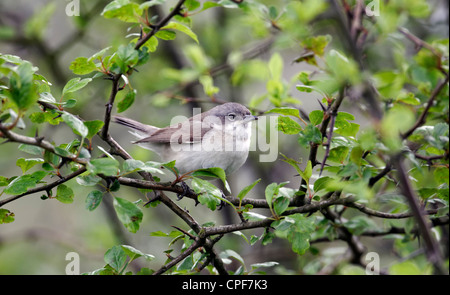 Lesser whitethroat, Sylvia curruca, singolo uccello sul ramo, Warwickshire, Maggio 2012 Foto Stock