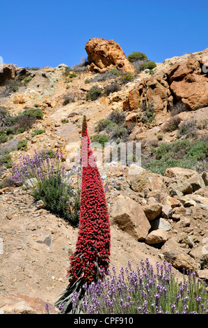 Torre Rossa di gioielli fiore (Echium wildpretii) e blu wallflowers Teide (Erysimum scoparium) a Tenerife Foto Stock