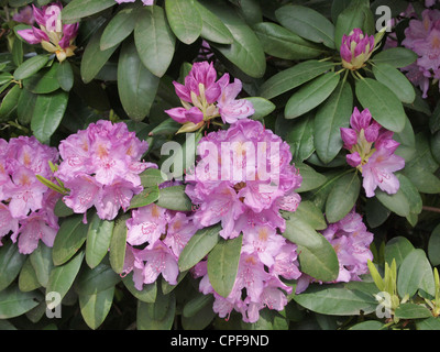 Impianto di rododendro che mostra le foglie e fiori di colore rosa in varie fasi di apertura. Kaatsheuvel Paesi Bassi Foto Stock