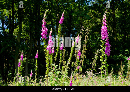 Foxglove comune, Digitalis purpurea vicino Scorton Lancashire Inghilterra Foto Stock